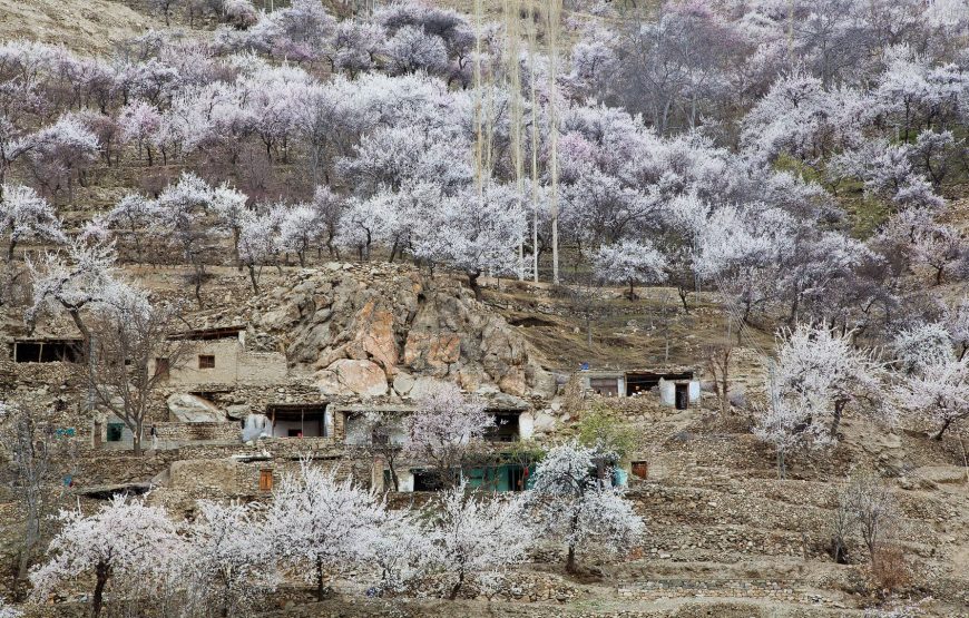 Hunza Nagar Blossom Tour