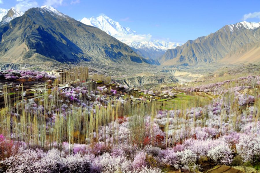 Hunza Nagar Blossom Tour