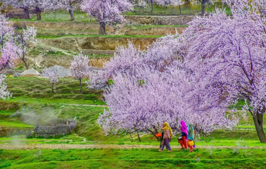 Skardu Spring Blossom Tour