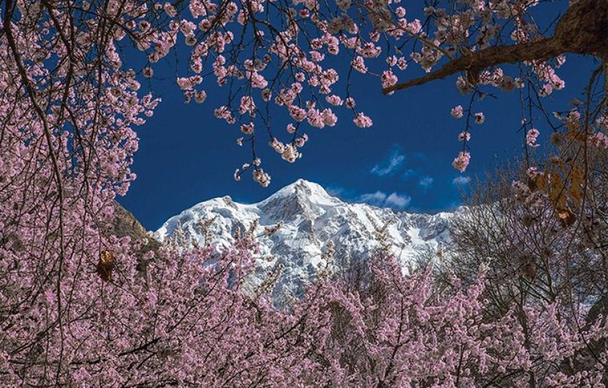 Hunza Nagar Blossom Tour