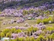 Skardu Spring Blossom Tour