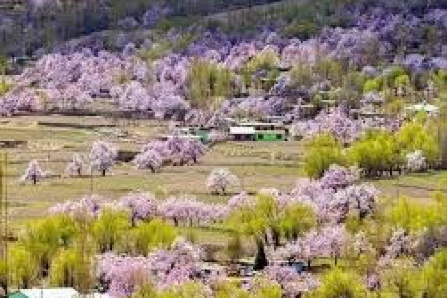 Skardu Spring Blossom Tour